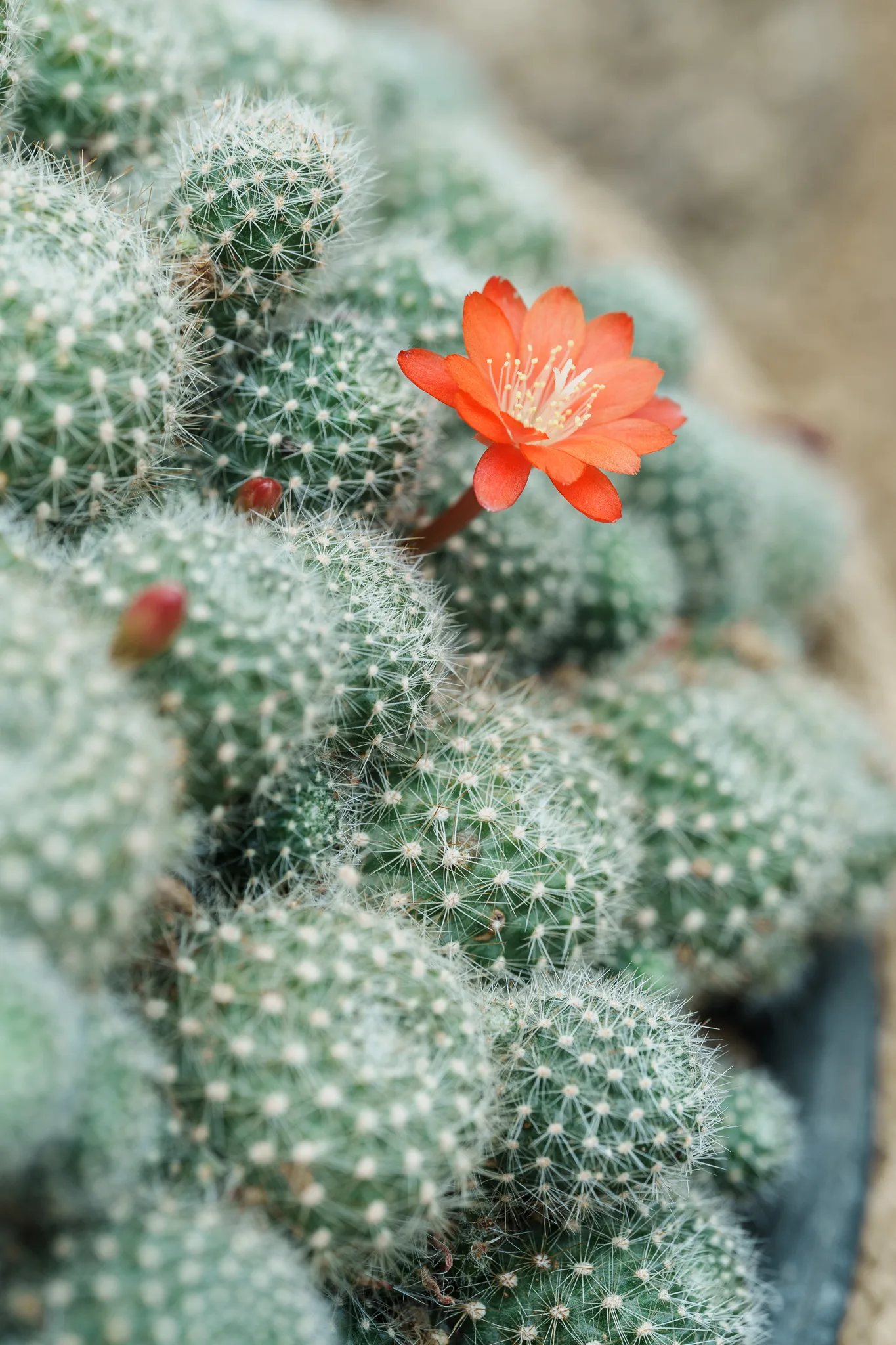 咲くやこの花館-44.jpg