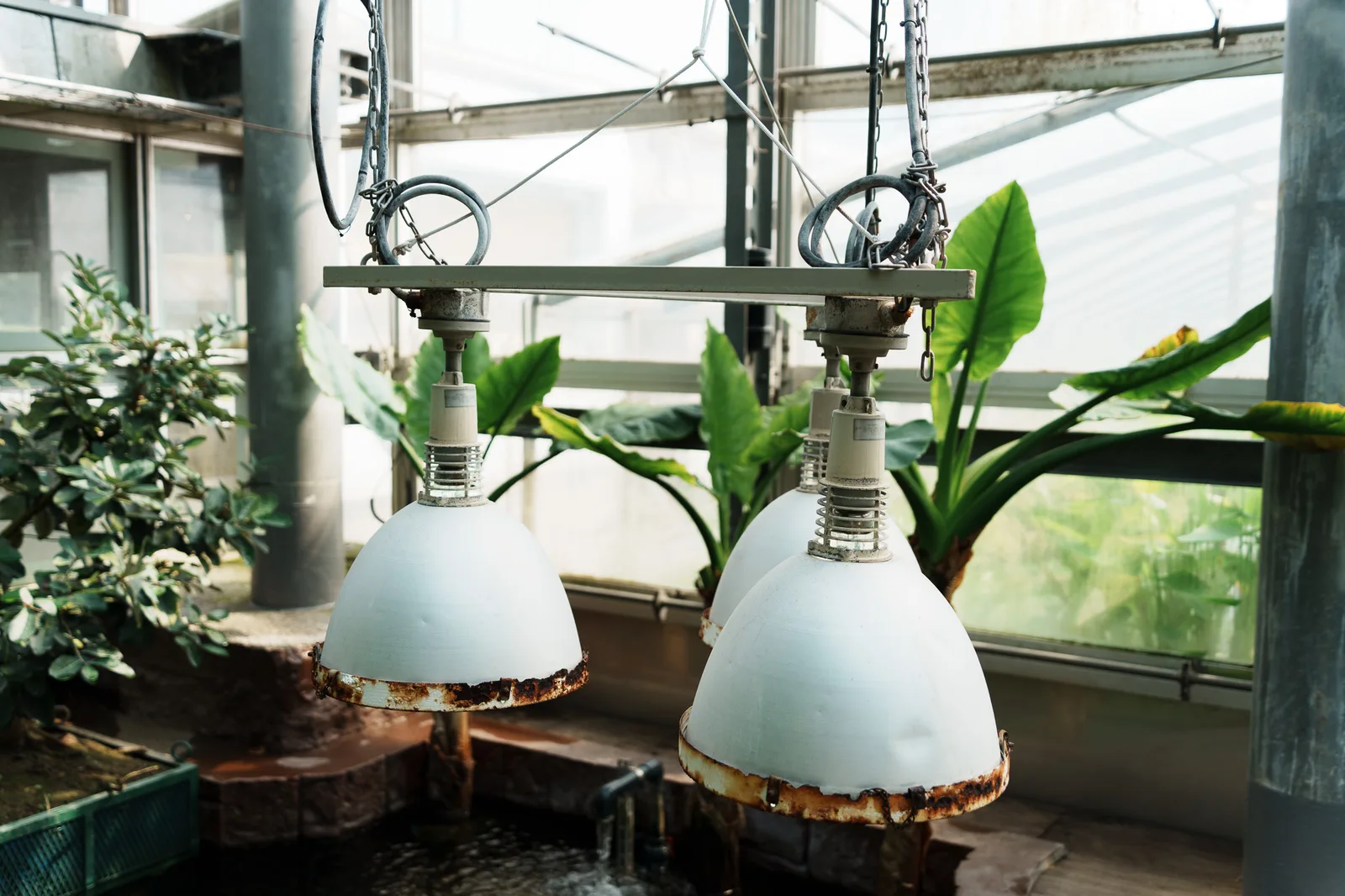 咲くやこの花館-13.jpg