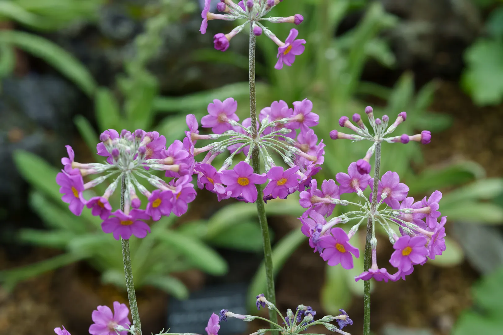 咲くやこの花館-59.jpg