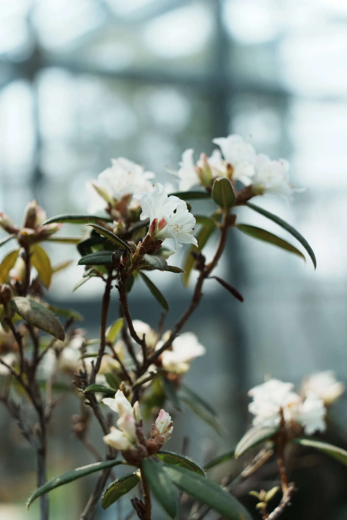 咲くやこの花館-23.jpg