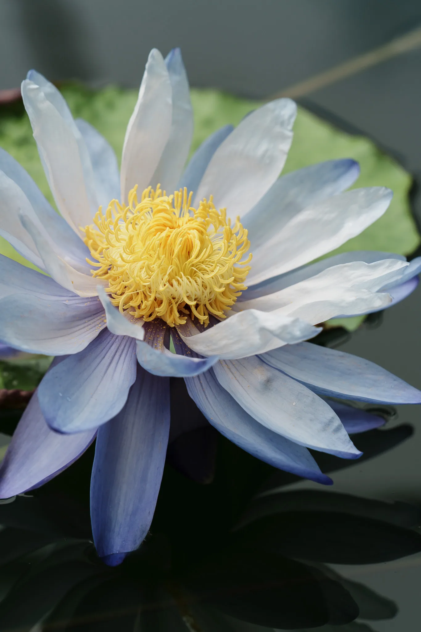 咲くやこの花館-14.jpg