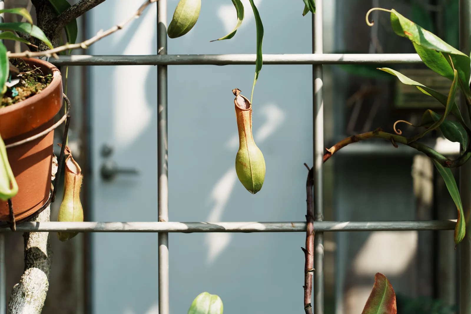 咲くやこの花館-26.jpg
