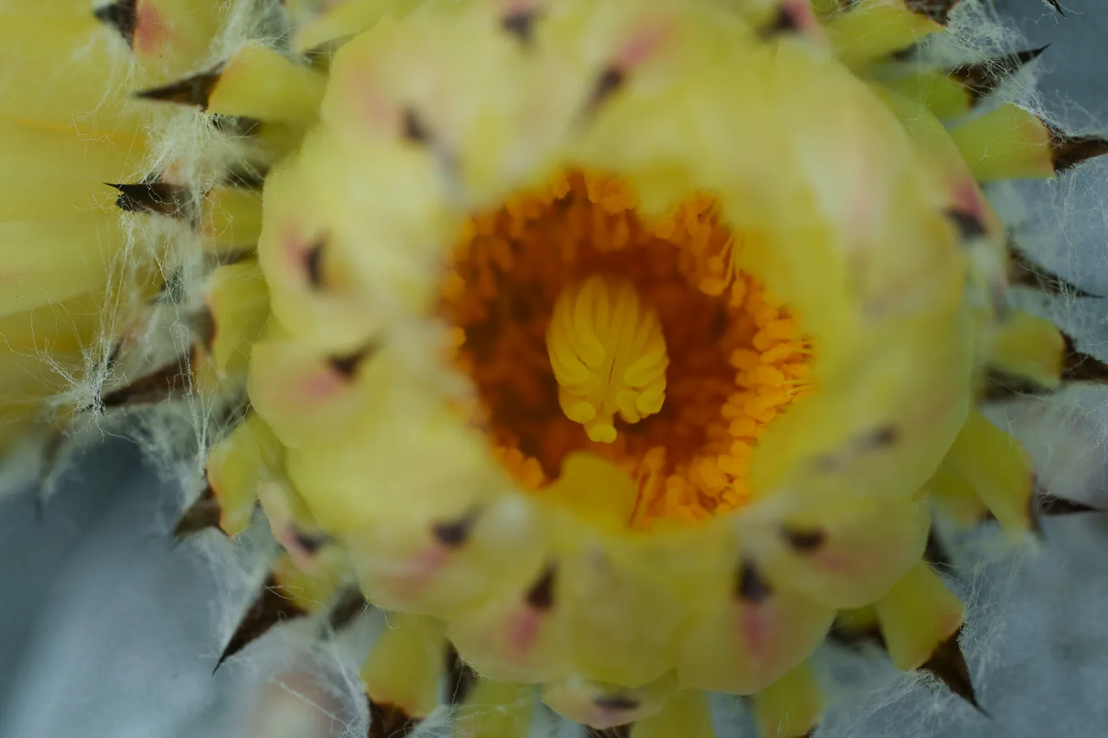 咲くやこの花館-46.jpg