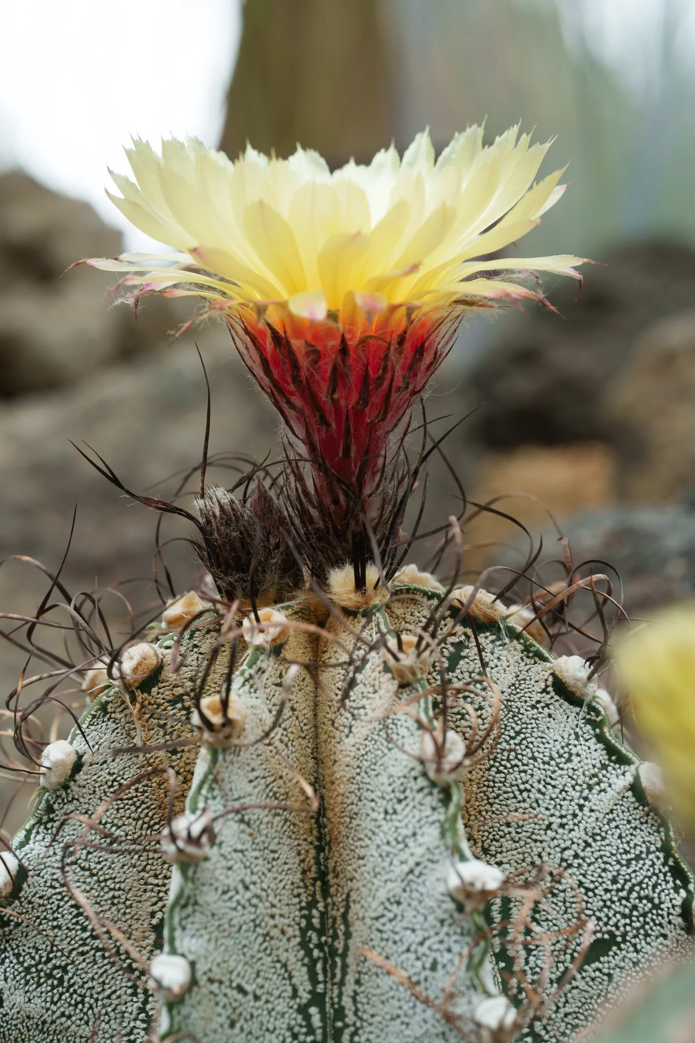 咲くやこの花館-47.jpg