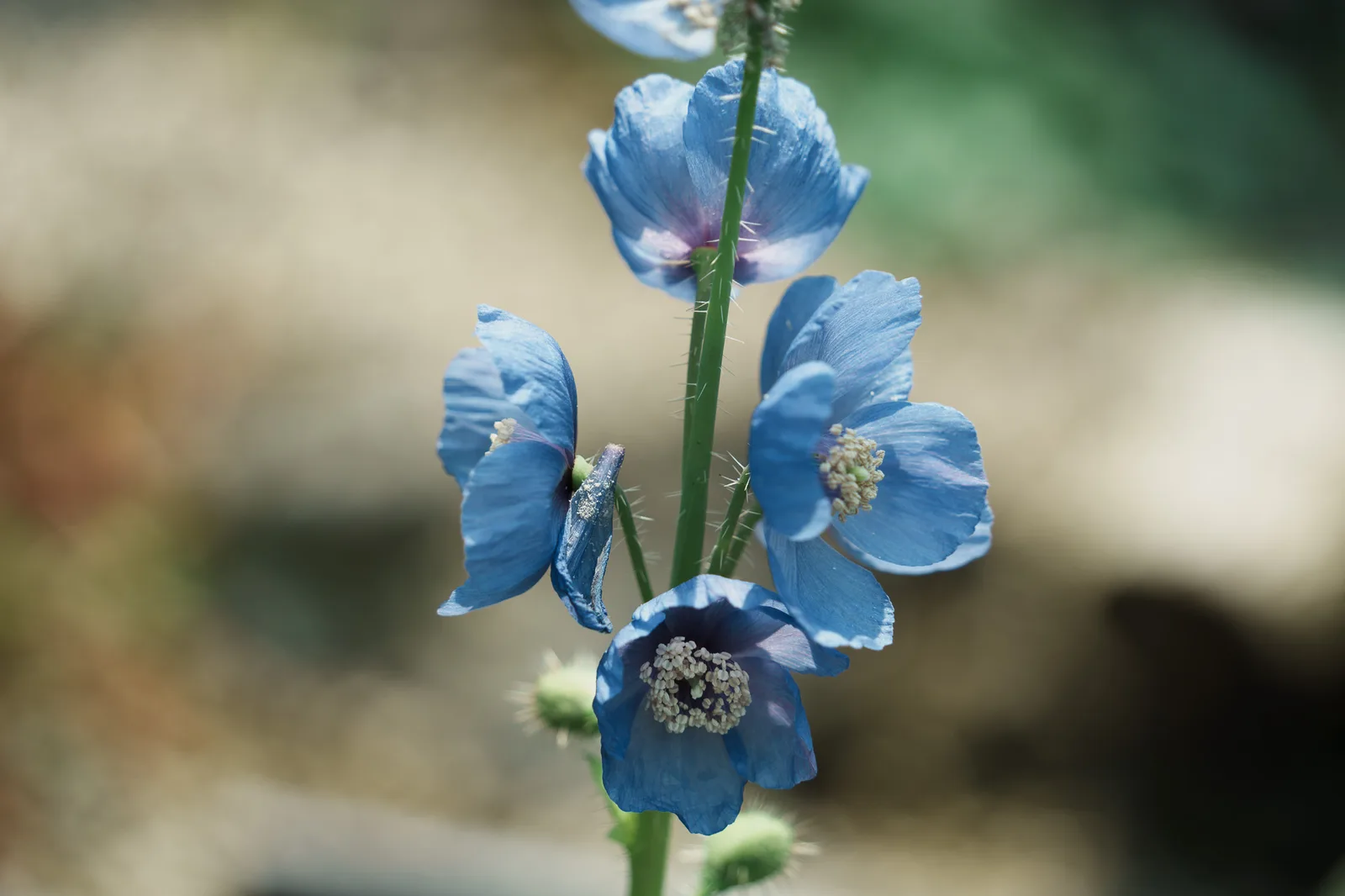 咲くやこの花館-58.jpg