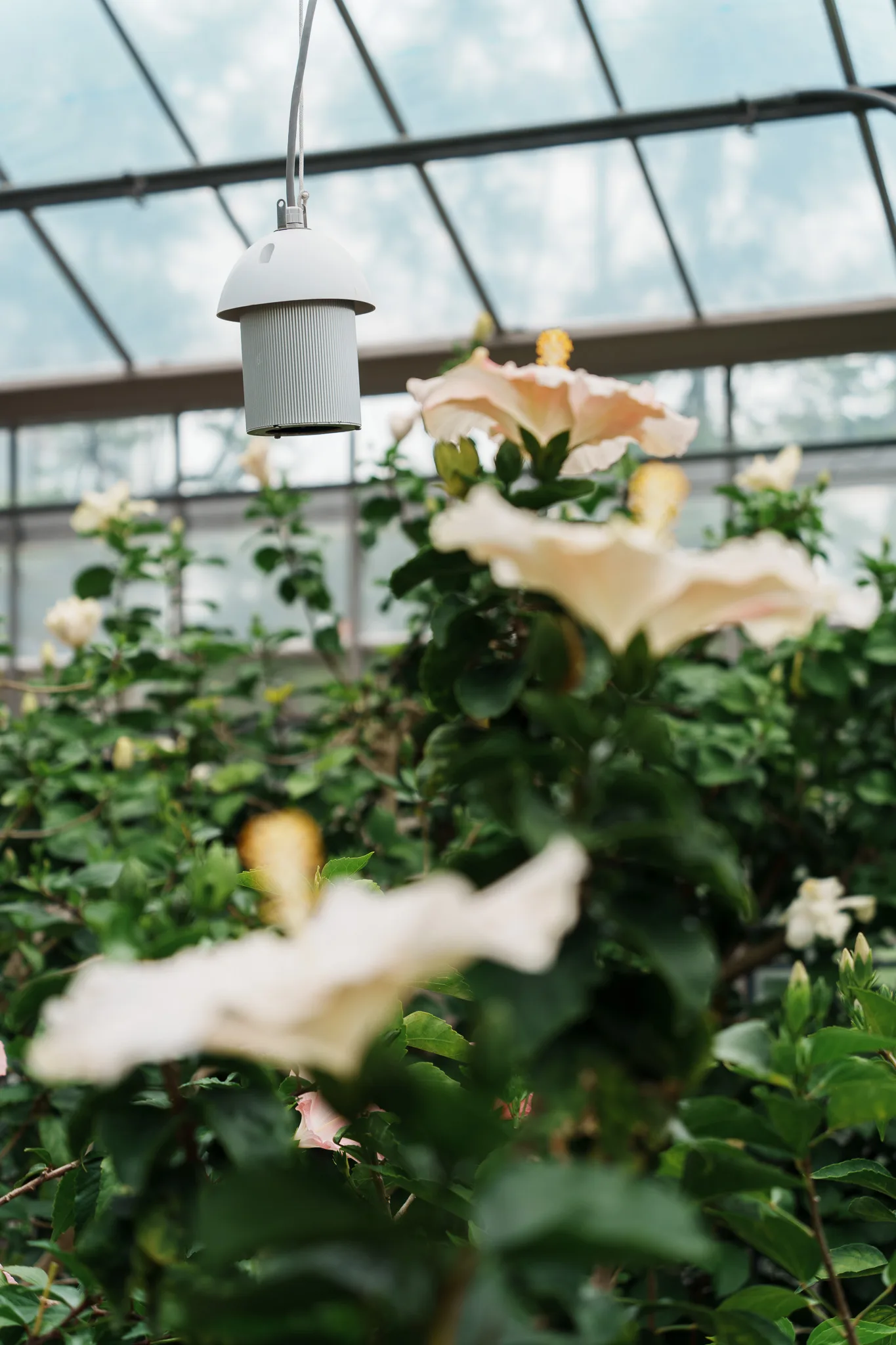 咲くやこの花館-34.jpg