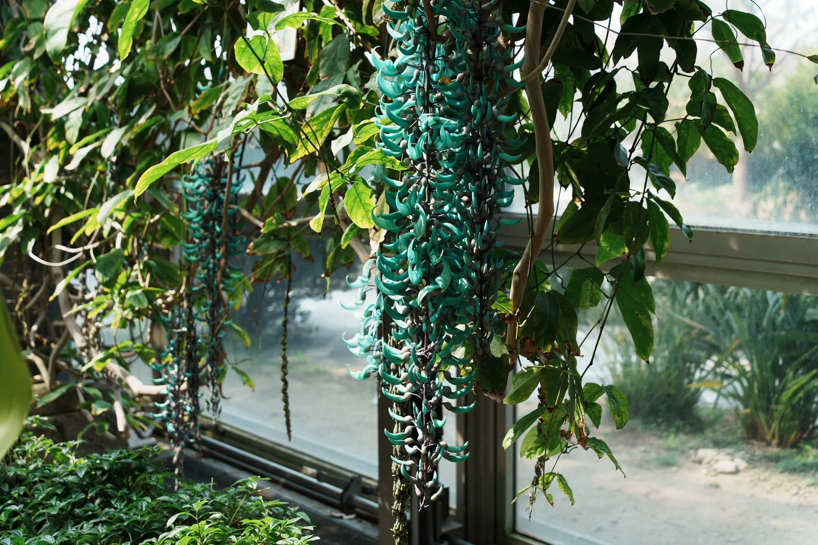 咲くやこの花館-29.jpg