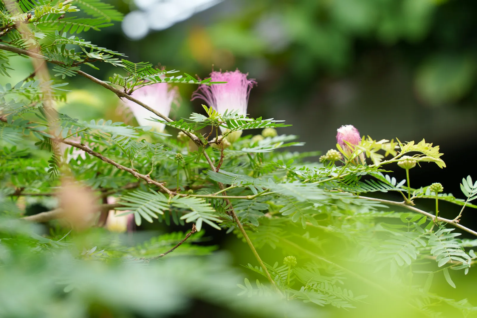 咲くやこの花館-35.jpg