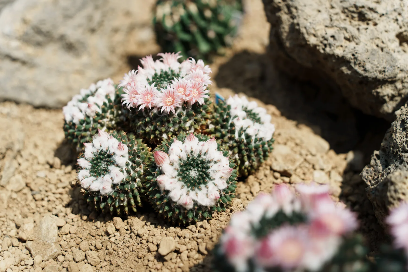 咲くやこの花館-70.jpg