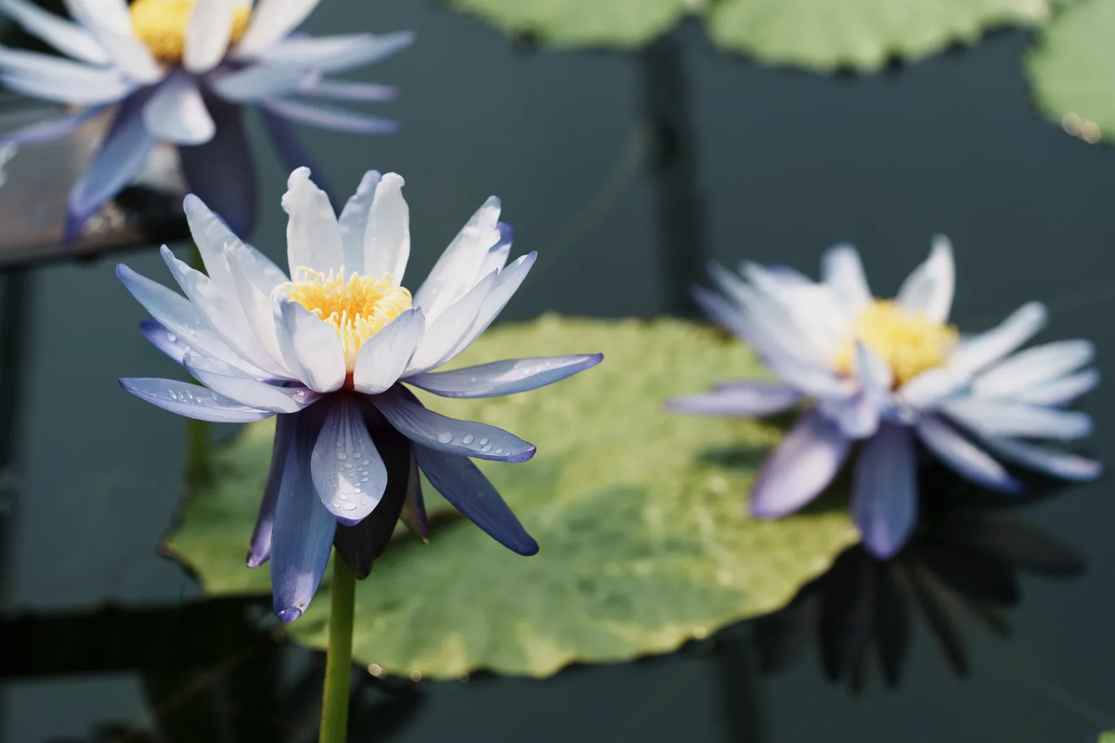 咲くやこの花館-67.jpg