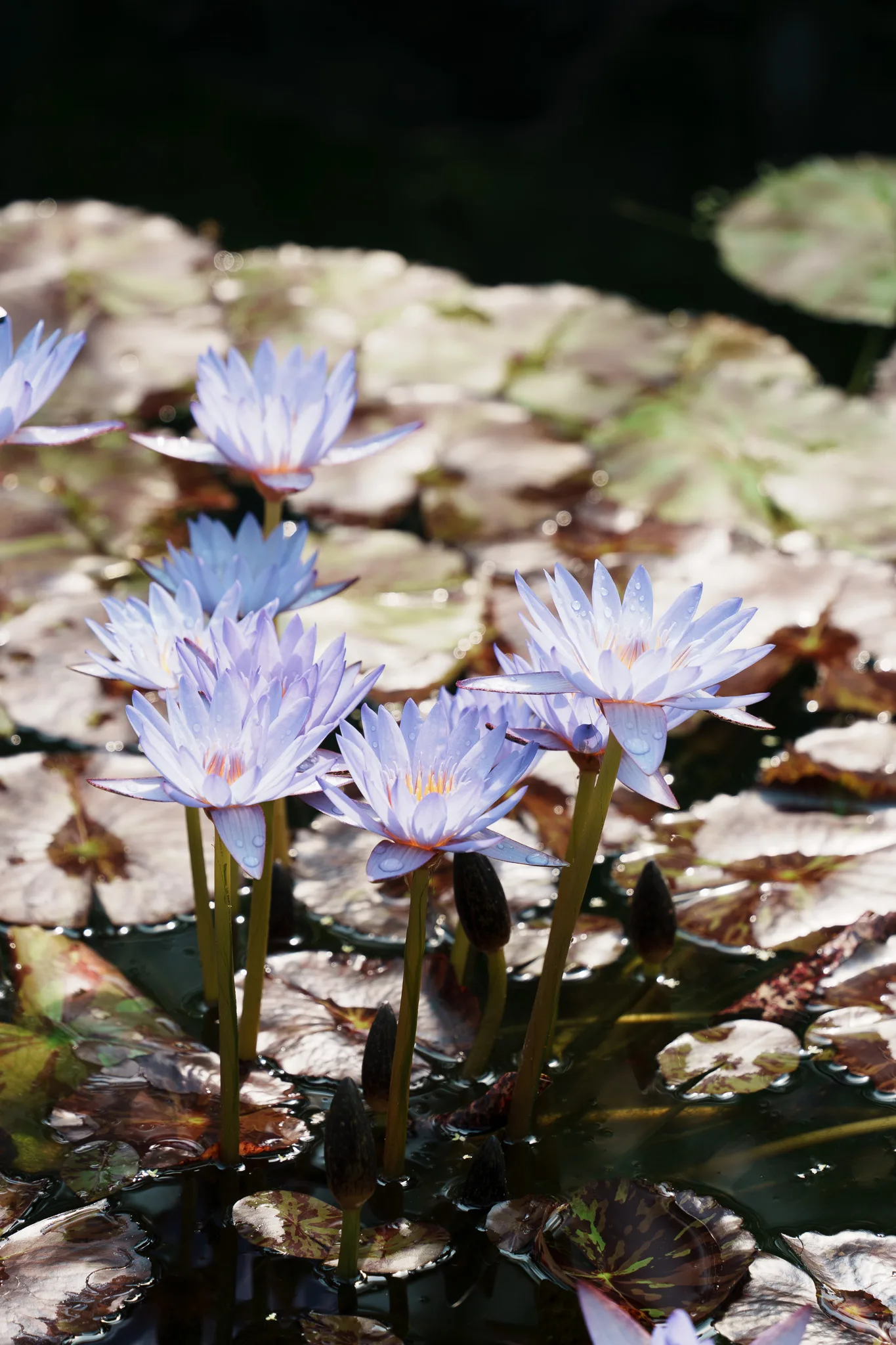 咲くやこの花館-15.jpg