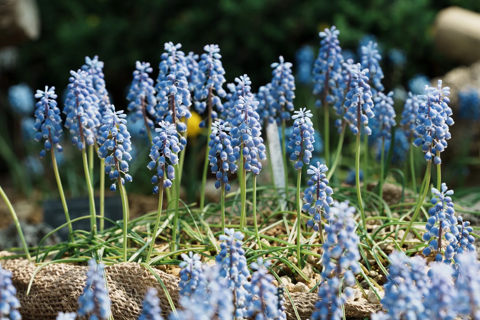 咲くやこの花館-72.jpg