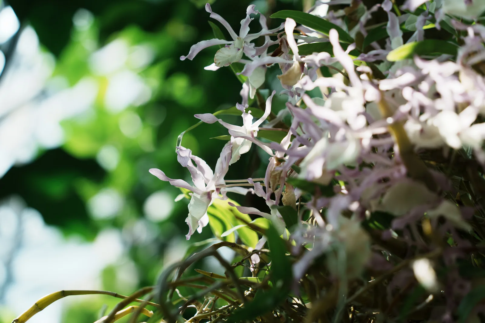 咲くやこの花館-22.jpg
