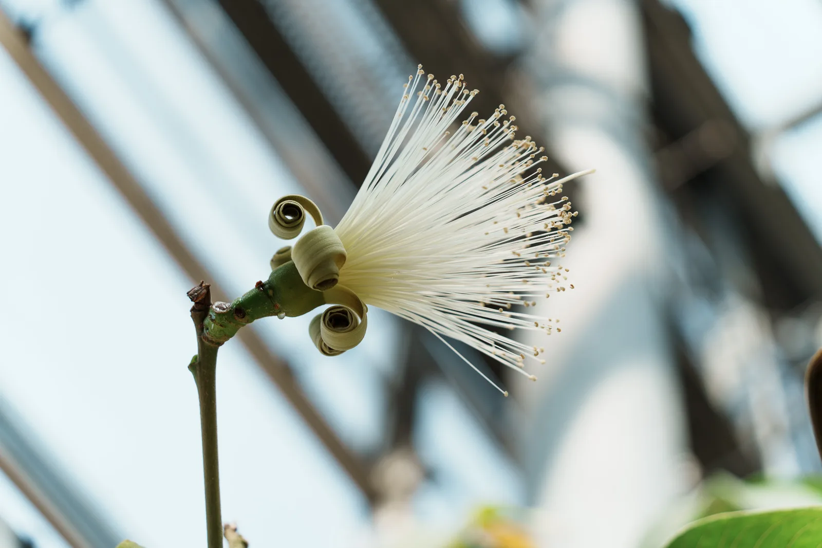 咲くやこの花館-69.jpg