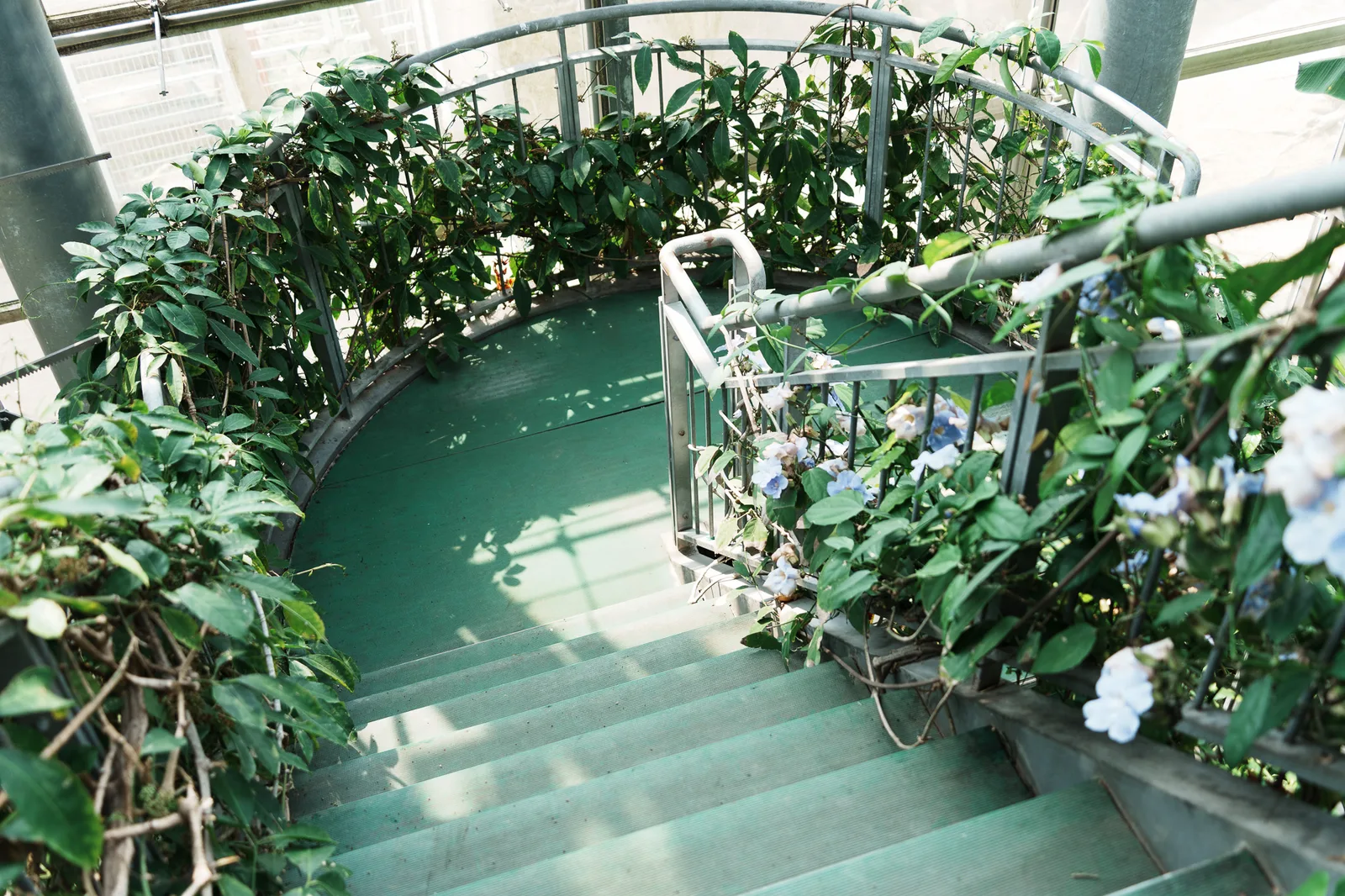咲くやこの花館-39.jpg