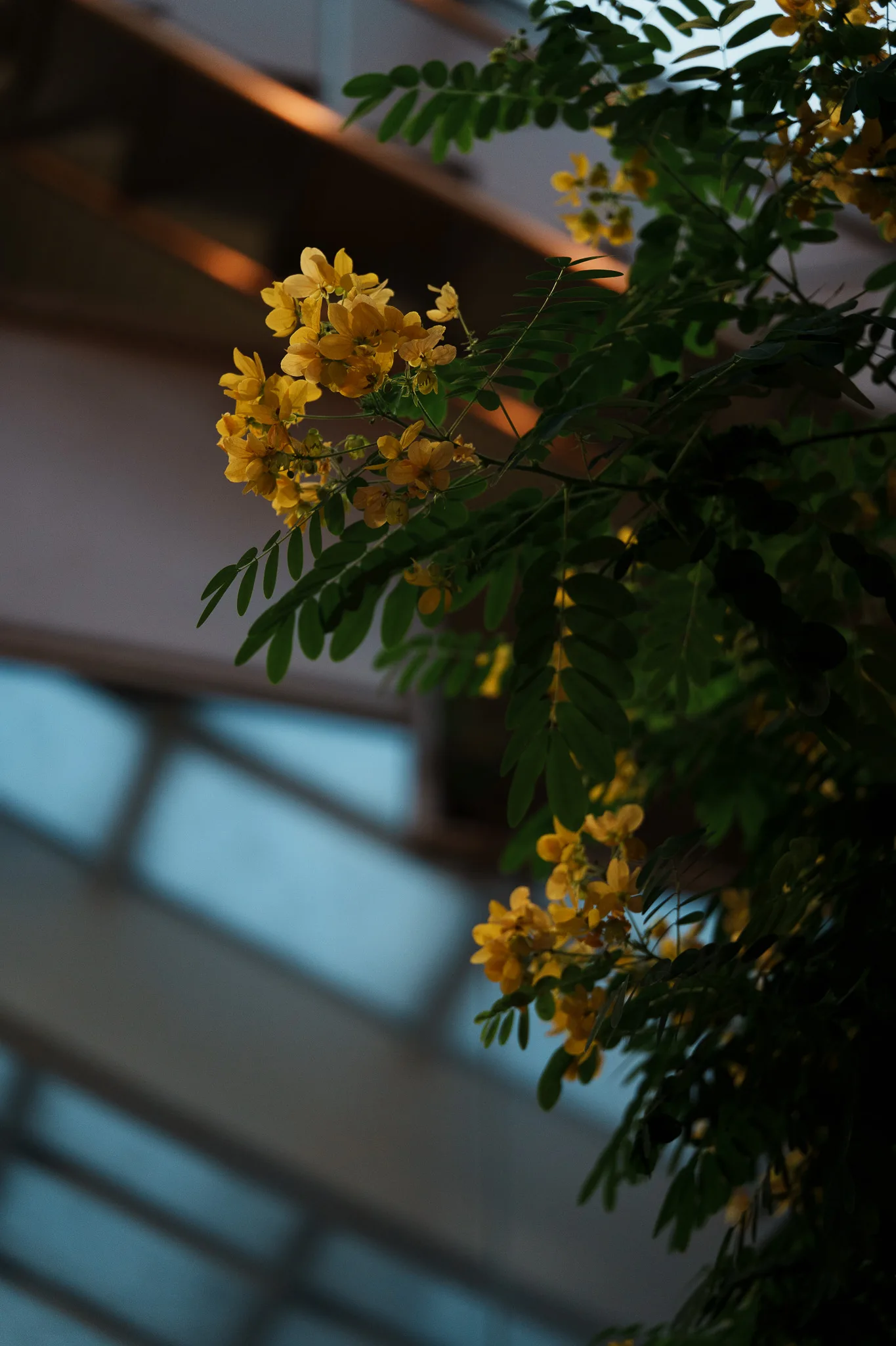 板橋区立熱帯環境植物館-37.jpg