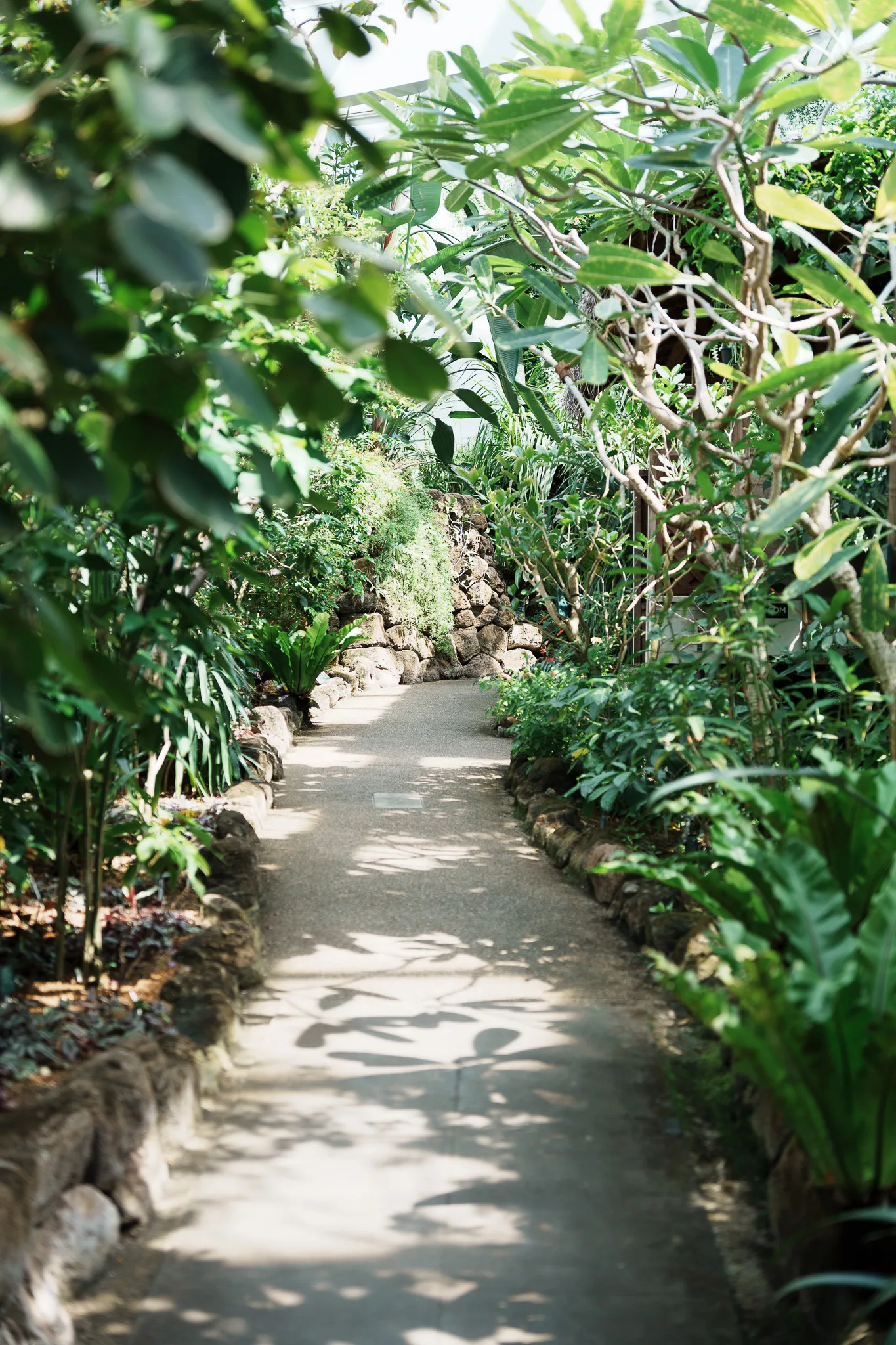 板橋区立熱帯環境植物館-11.jpg