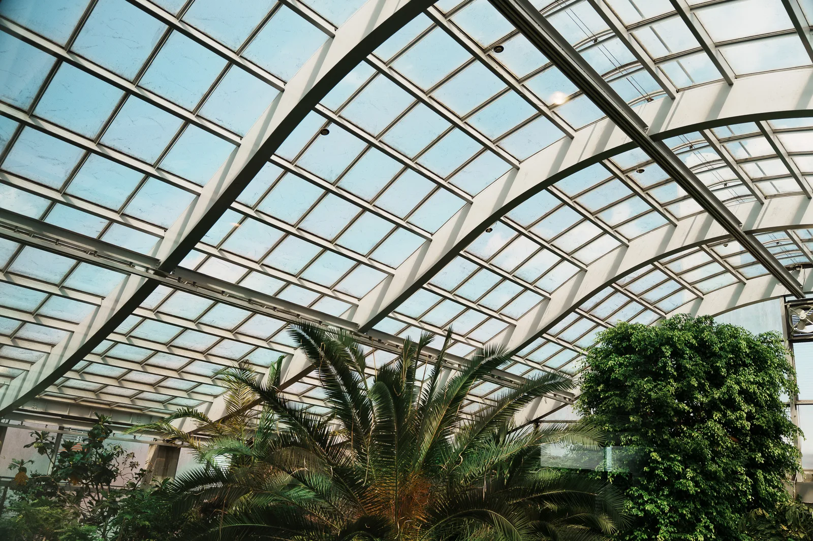 板橋区立熱帯環境植物館-29.jpg