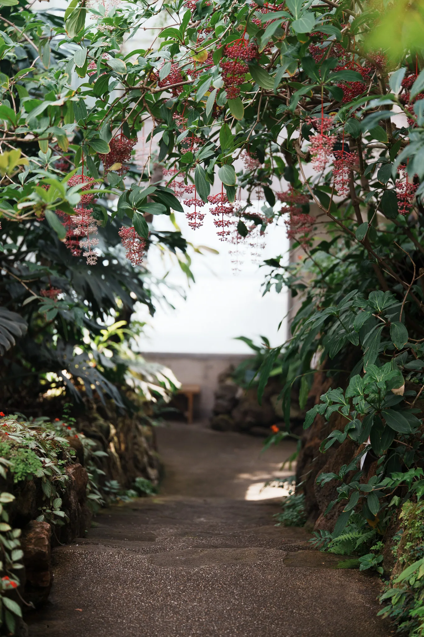 板橋区立熱帯環境植物館-22.jpg