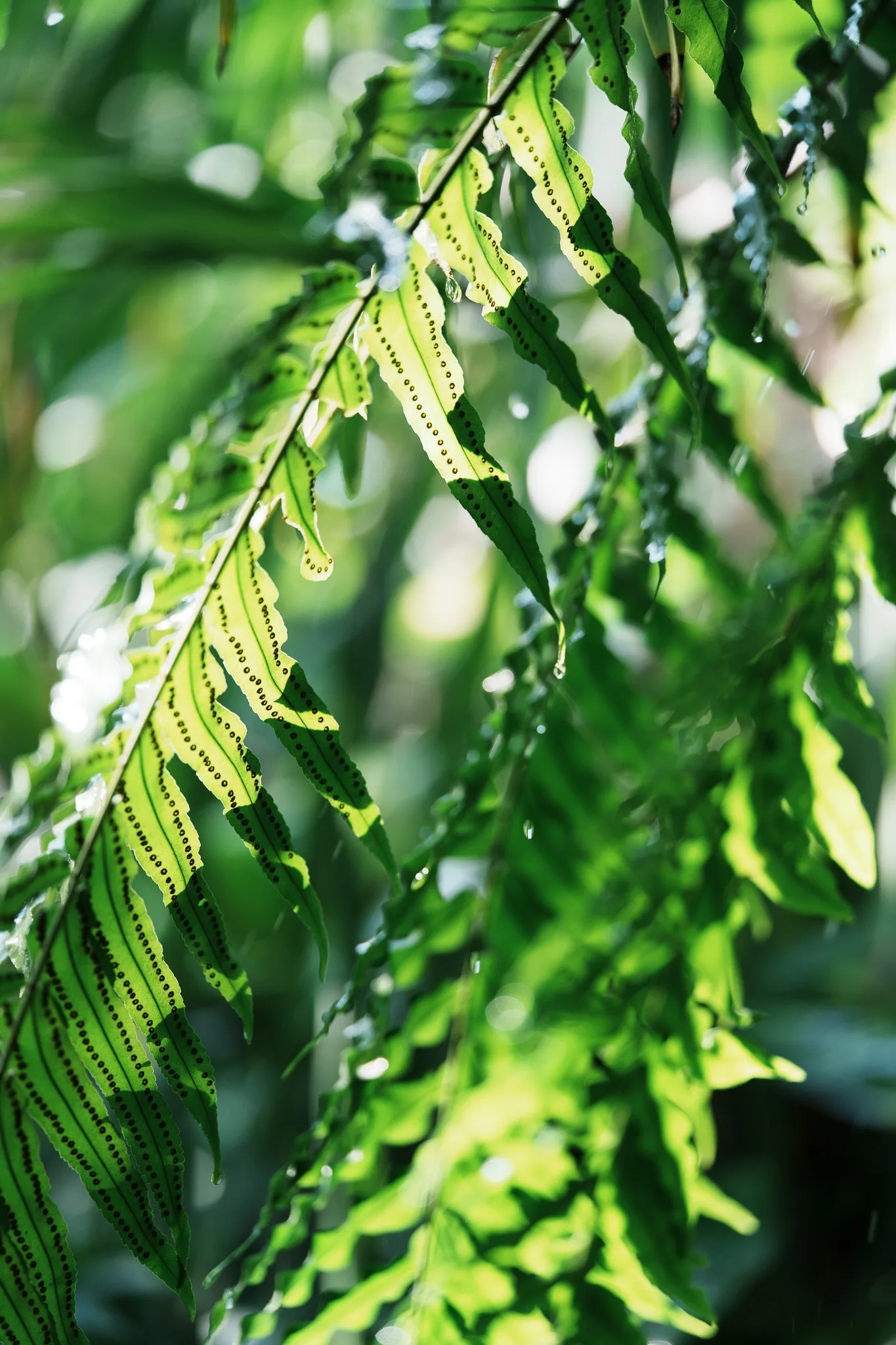 板橋区立熱帯環境植物館-08.jpg