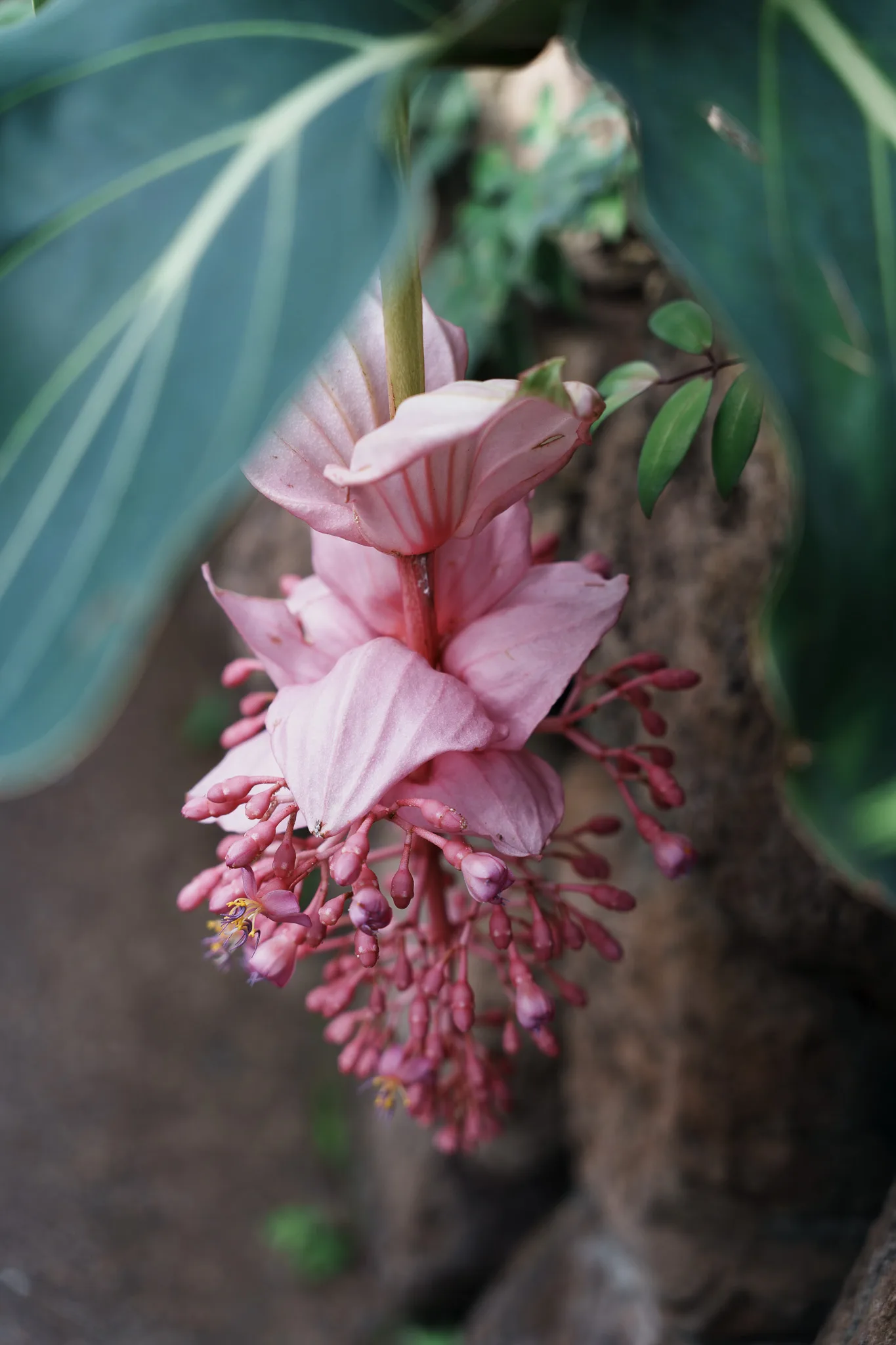 板橋区立熱帯環境植物館-21.jpg