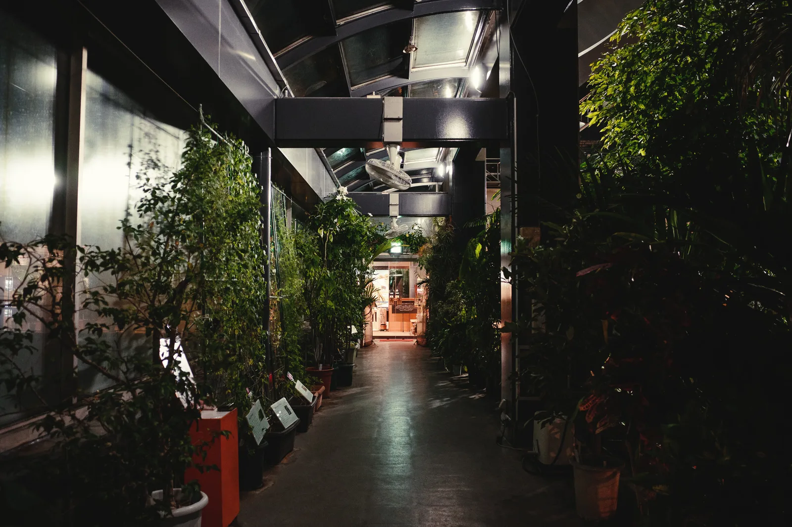 板橋区立熱帯環境植物館-44.jpg
