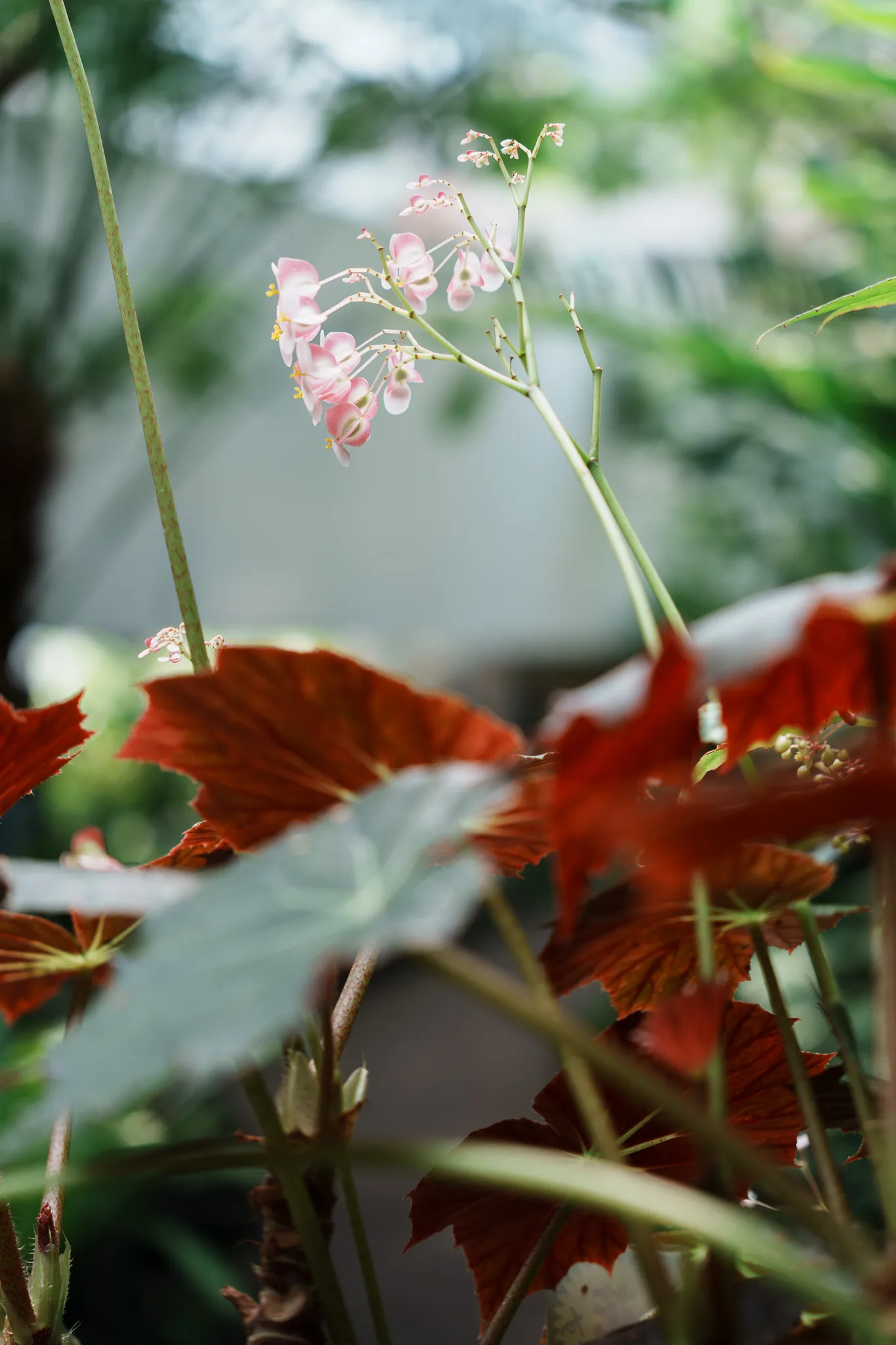 板橋区立熱帯環境植物館-09.jpg