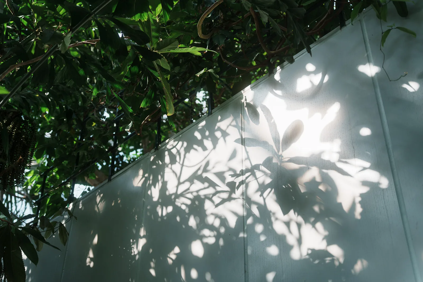 板橋区立熱帯環境植物館-16.jpg