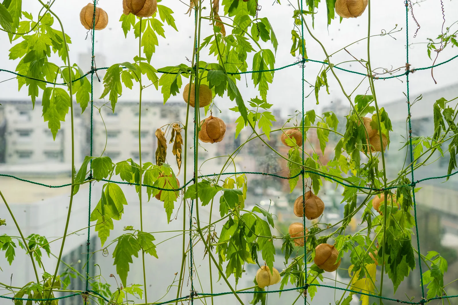 板橋区立熱帯環境植物館-32.jpg
