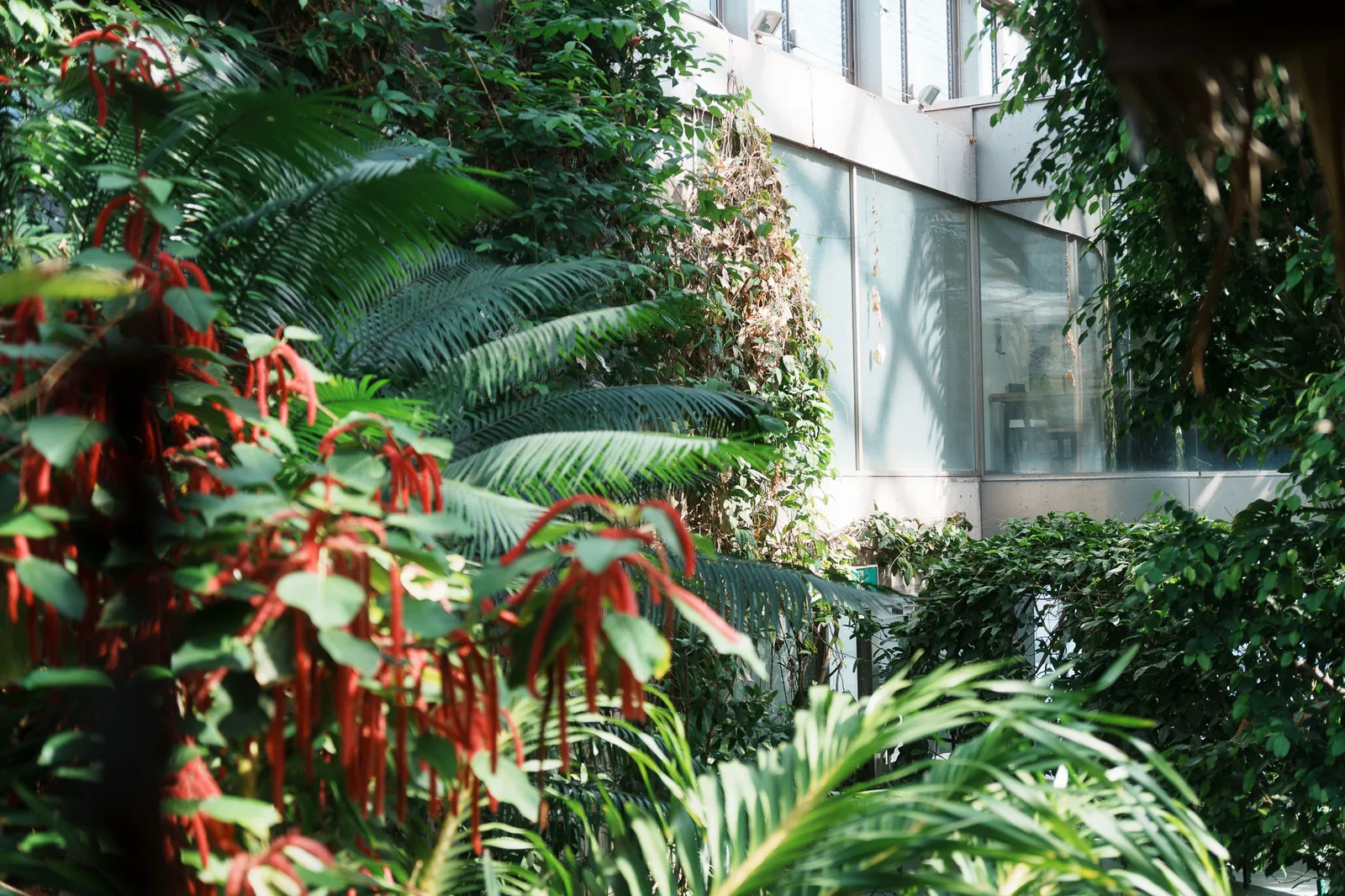 板橋区立熱帯環境植物館-05.jpg