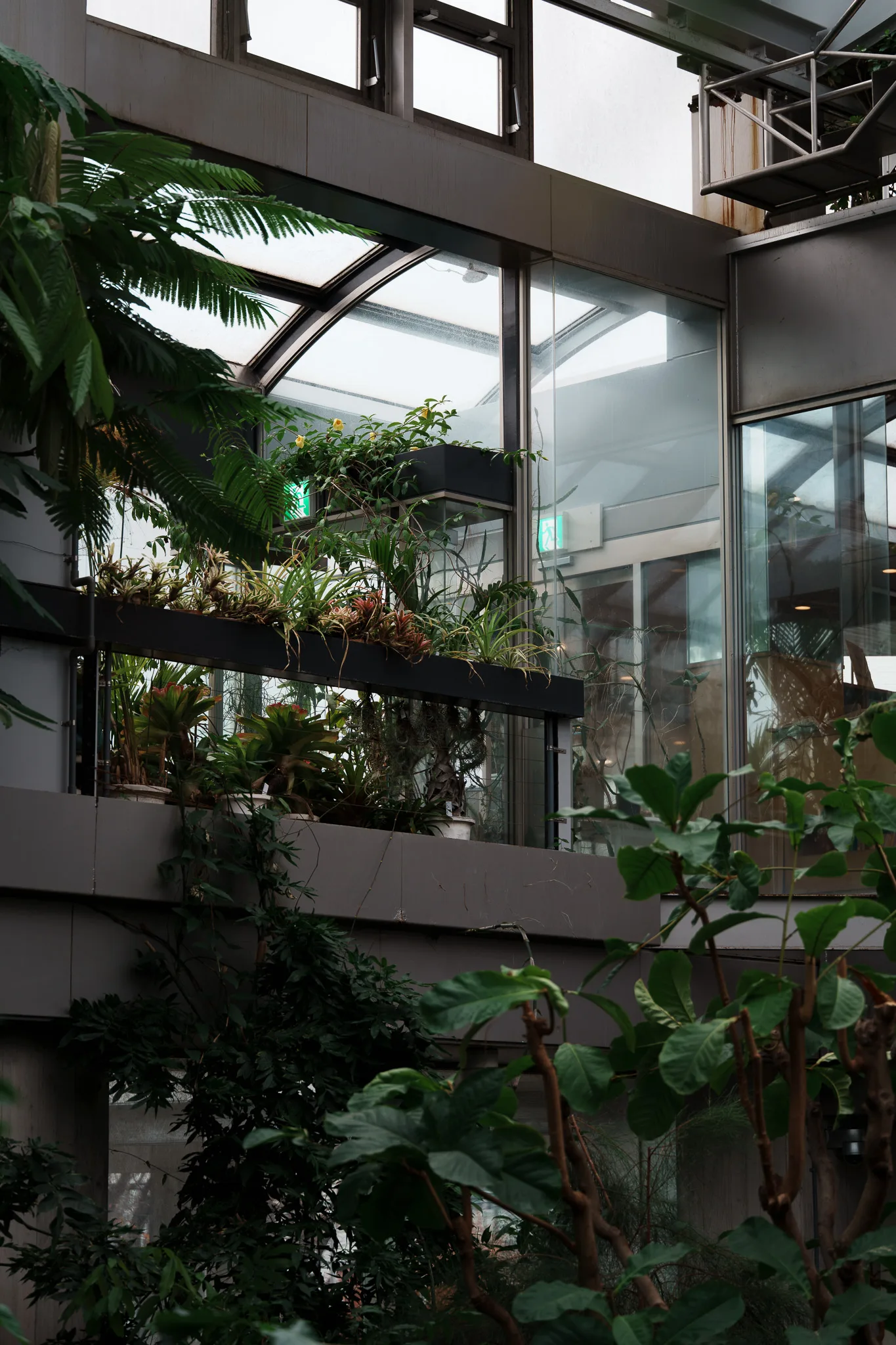 板橋区立熱帯環境植物館-39.jpg