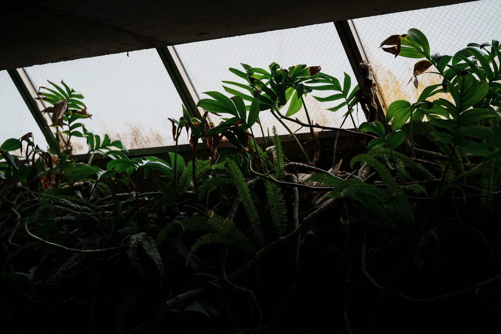 板橋区立熱帯環境植物館-36.jpg