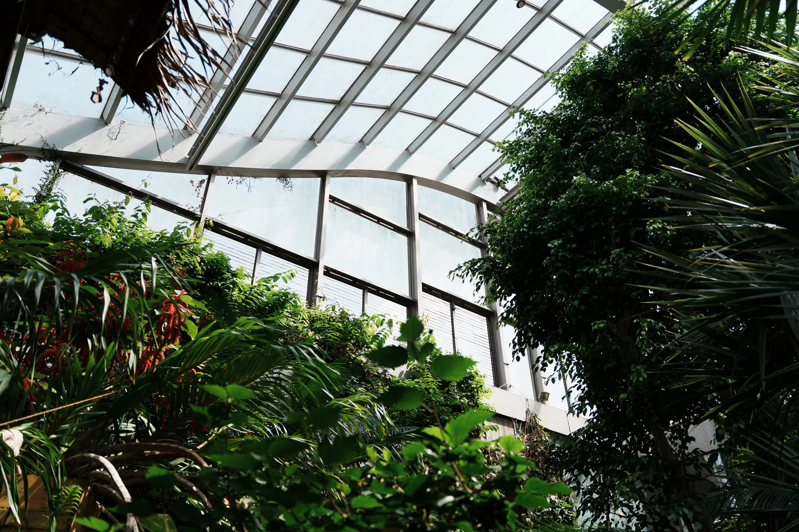 板橋区立熱帯環境植物館-02.jpg