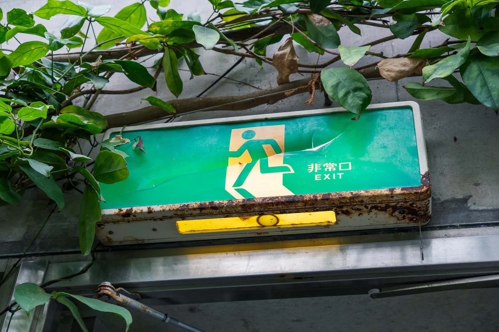 板橋区立熱帯環境植物館-17.jpg