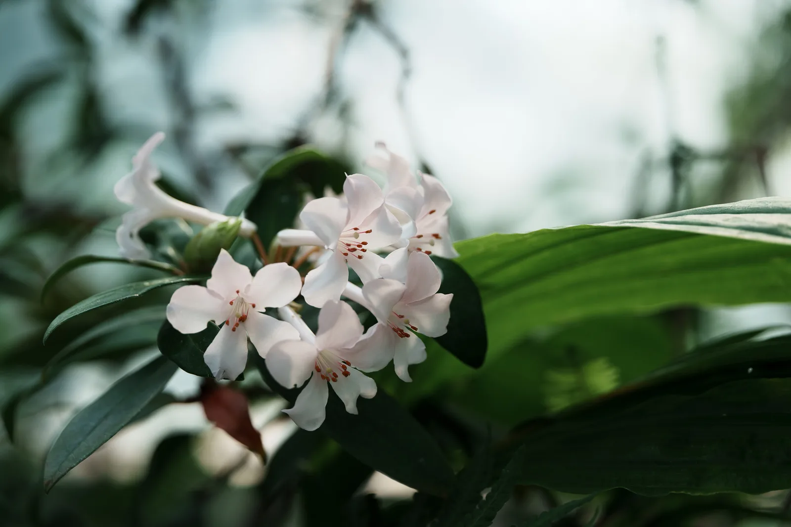板橋区立熱帯環境植物館-03.jpg