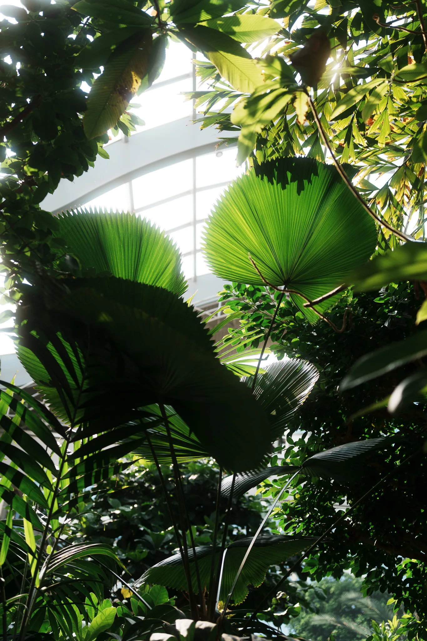 板橋区立熱帯環境植物館-06.jpg