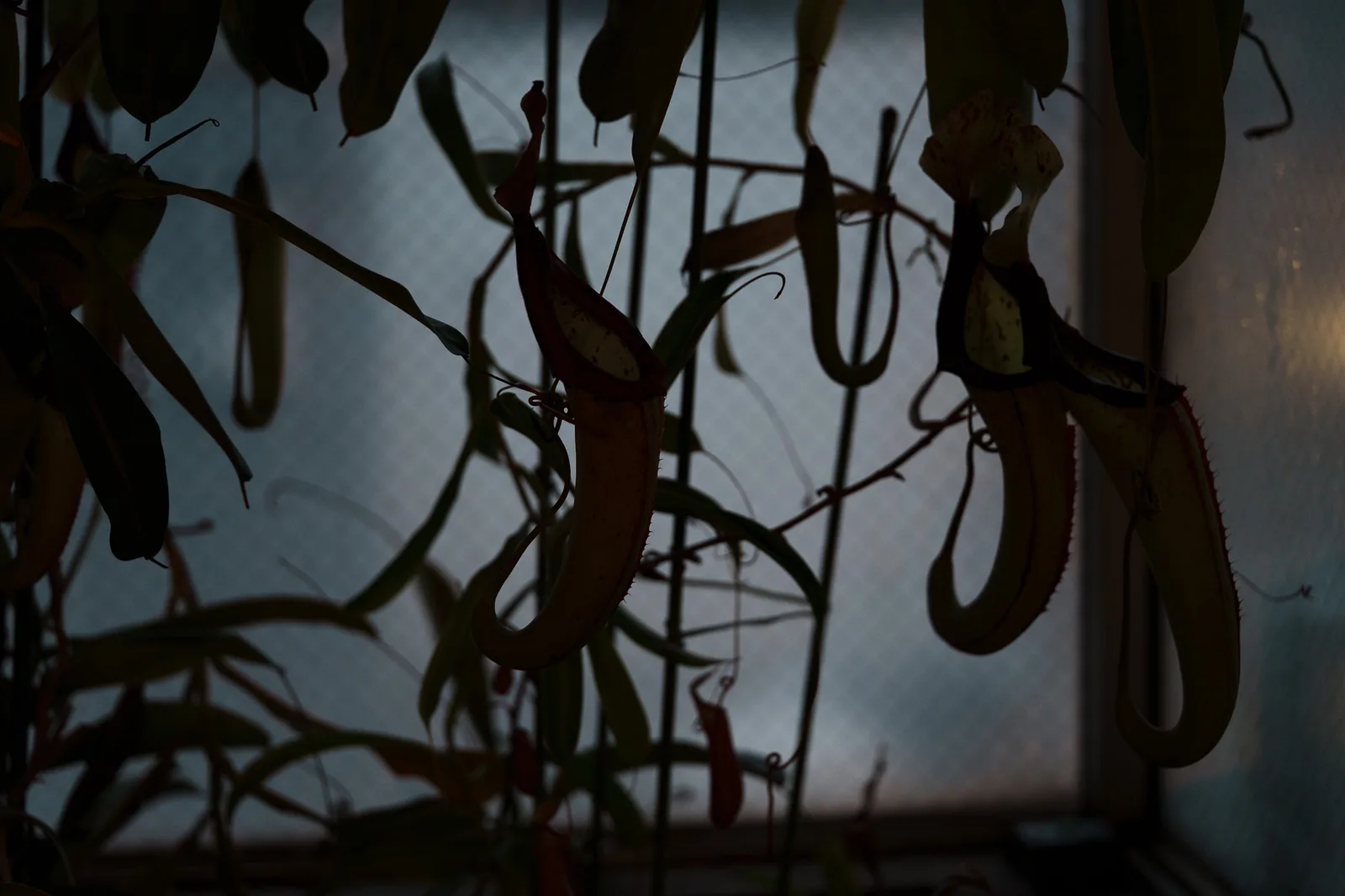 板橋区立熱帯環境植物館-40.jpg