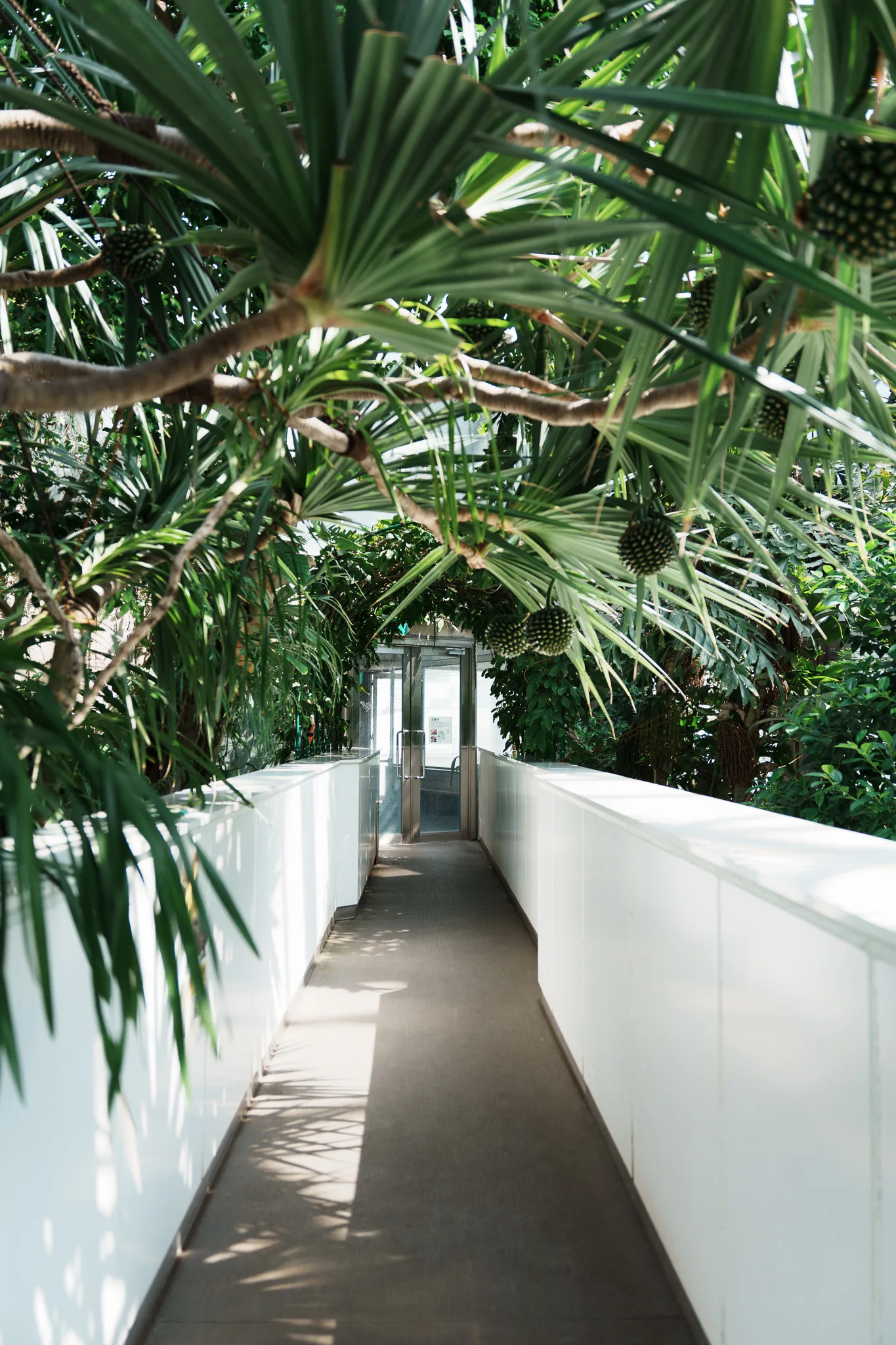 板橋区立熱帯環境植物館-15.jpg