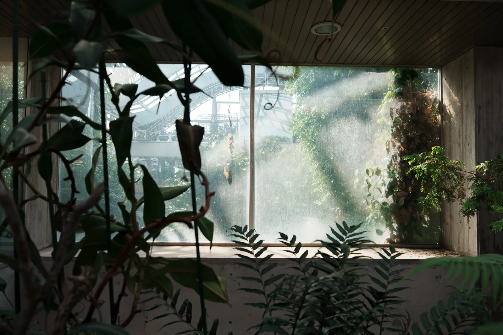 板橋区立熱帯環境植物館-27.jpg