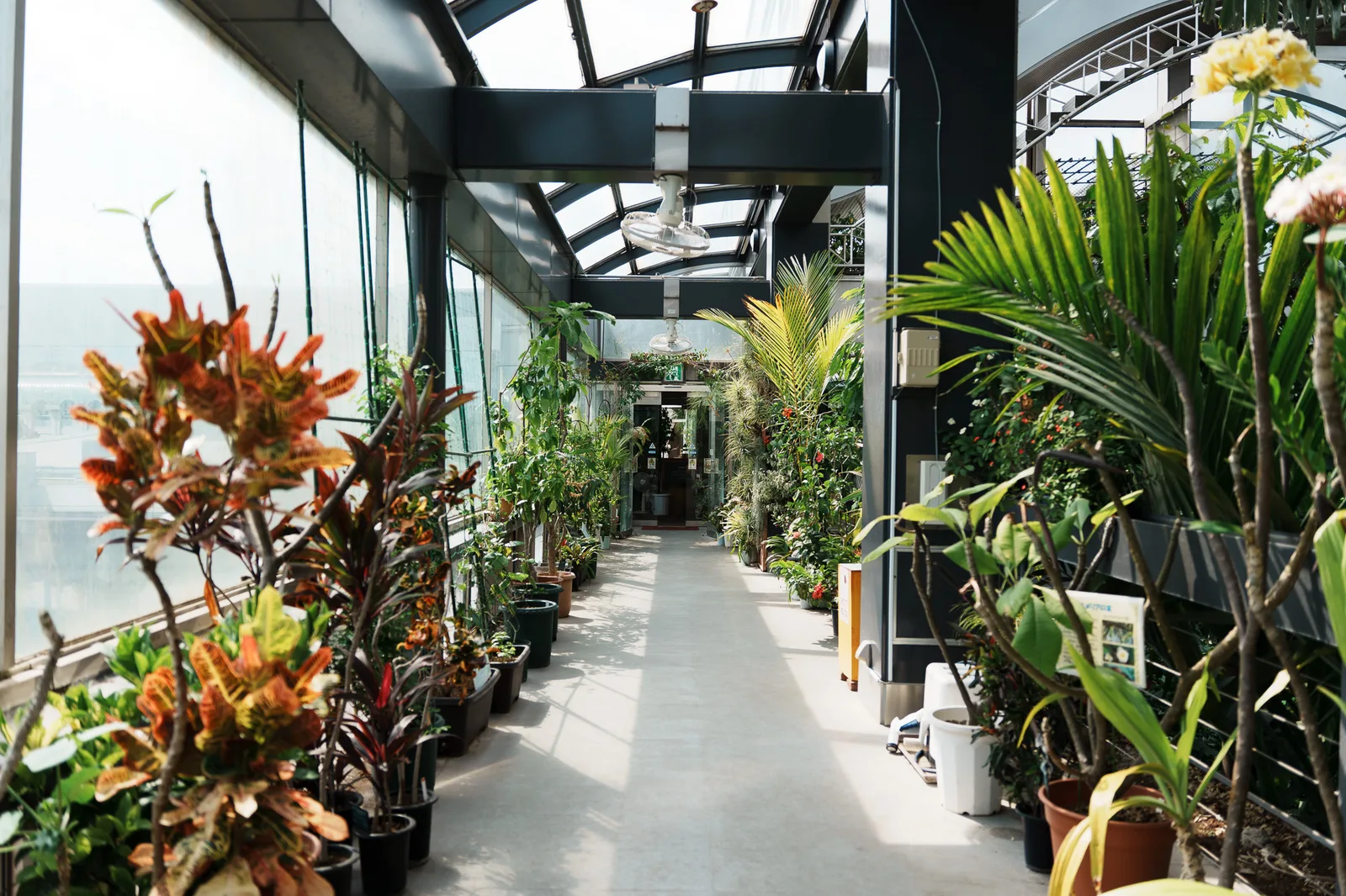 板橋区立熱帯環境植物館-28.jpg