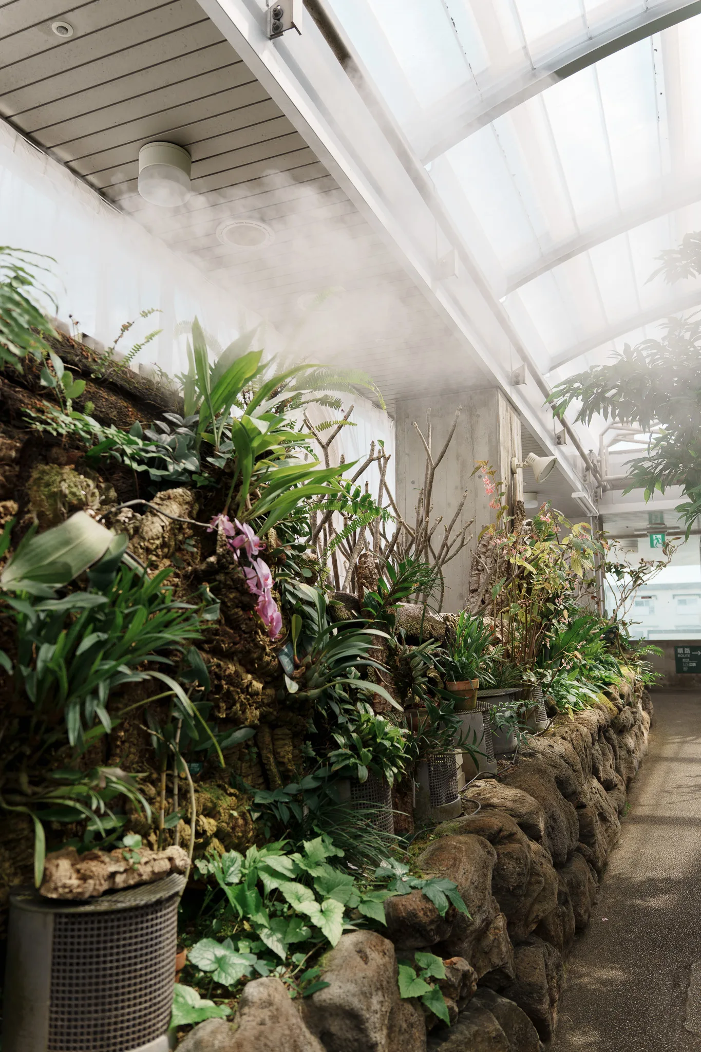 板橋区立熱帯環境植物館-24.jpg