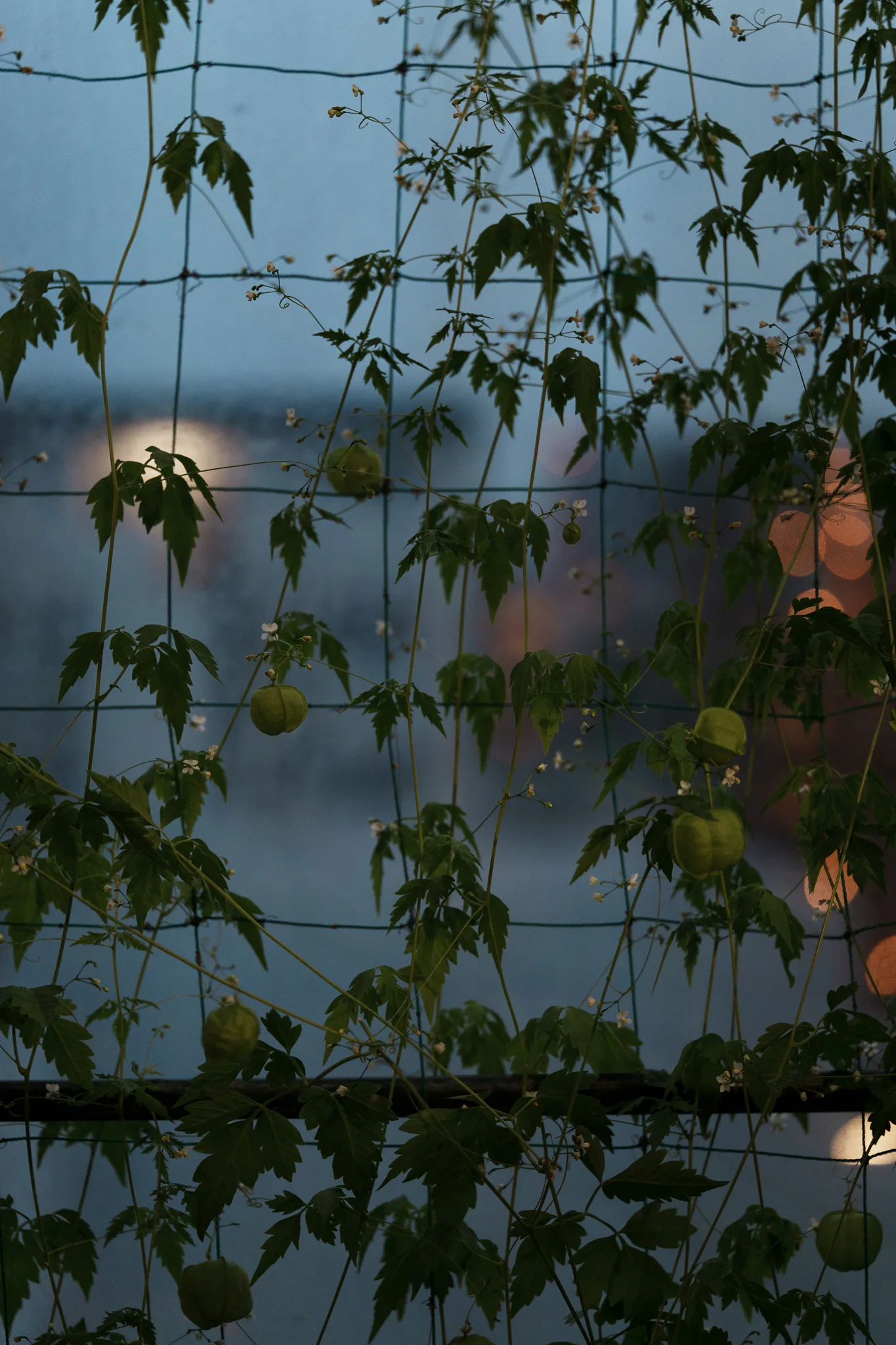 板橋区立熱帯環境植物館-41.jpg
