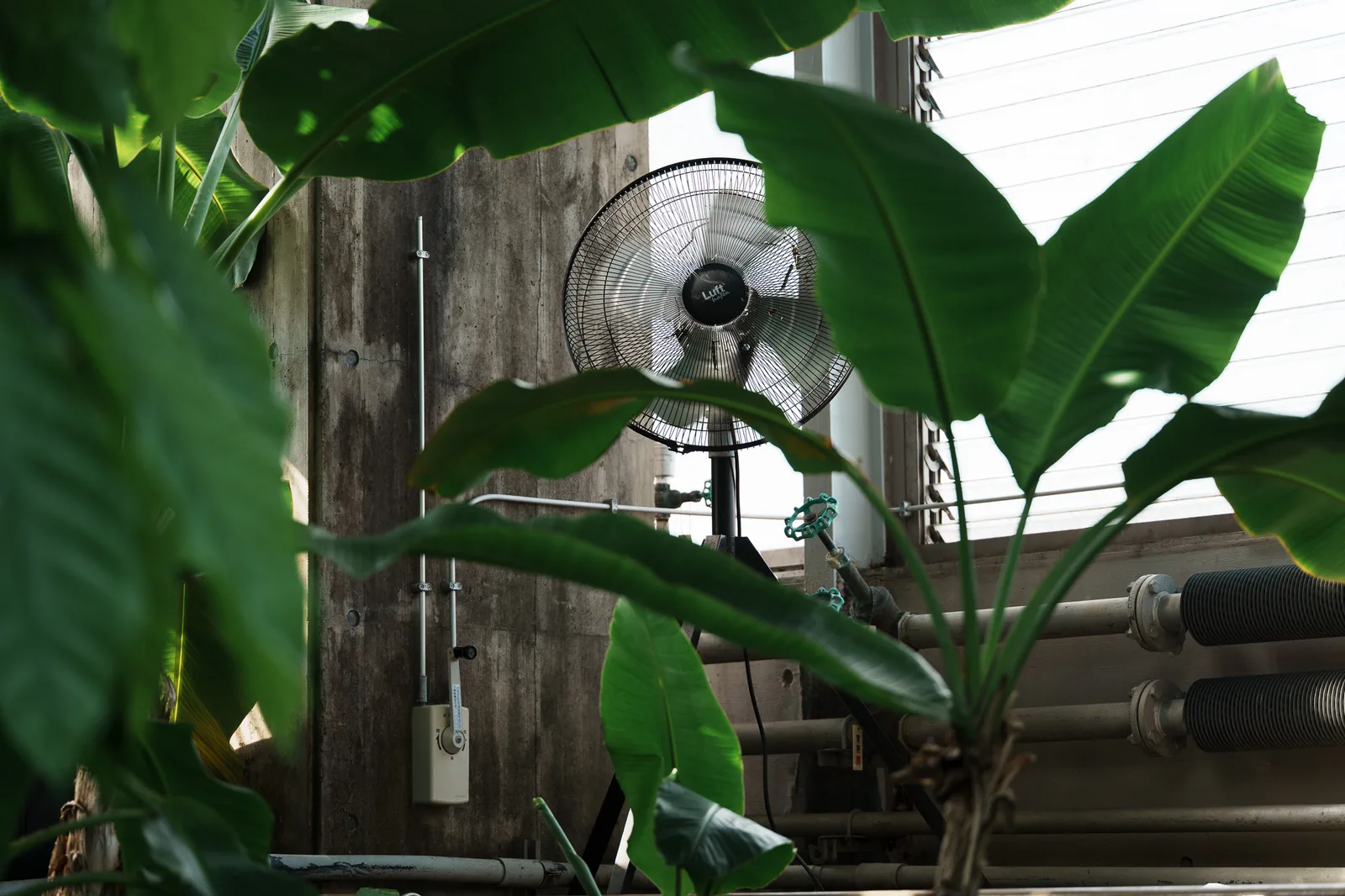 板橋区立熱帯環境植物館-10.jpg