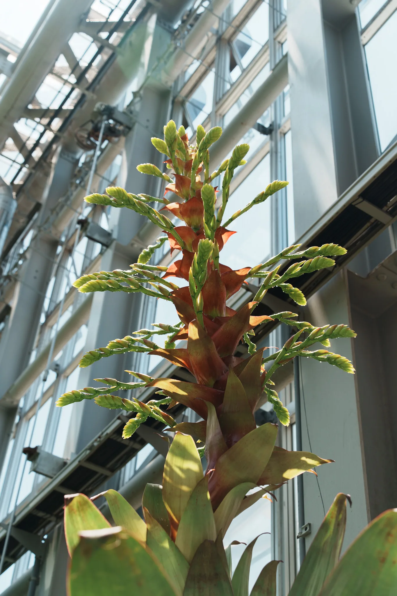京都府立植物園-52.jpg