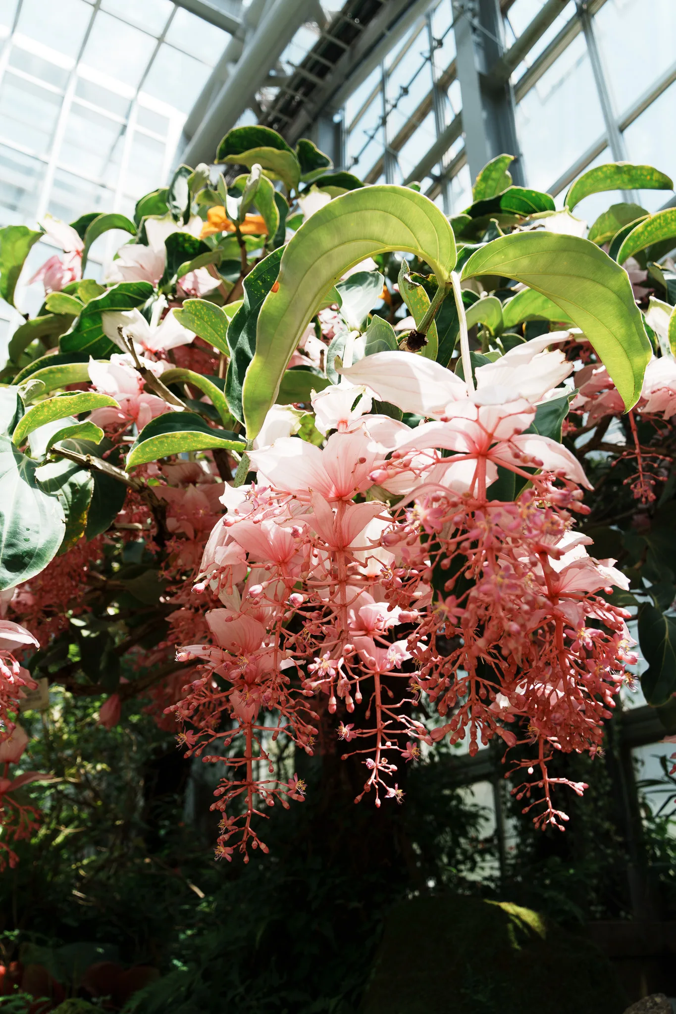 京都府立植物園-41.jpg