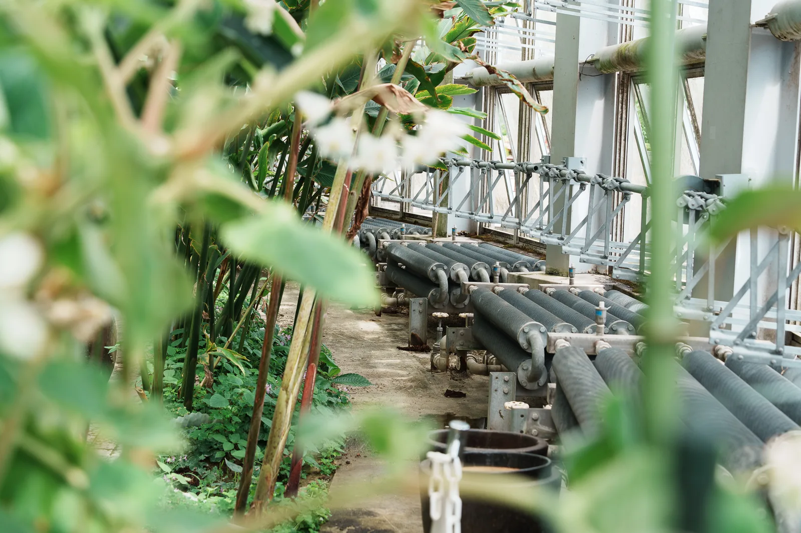 京都府立植物園-08.jpg