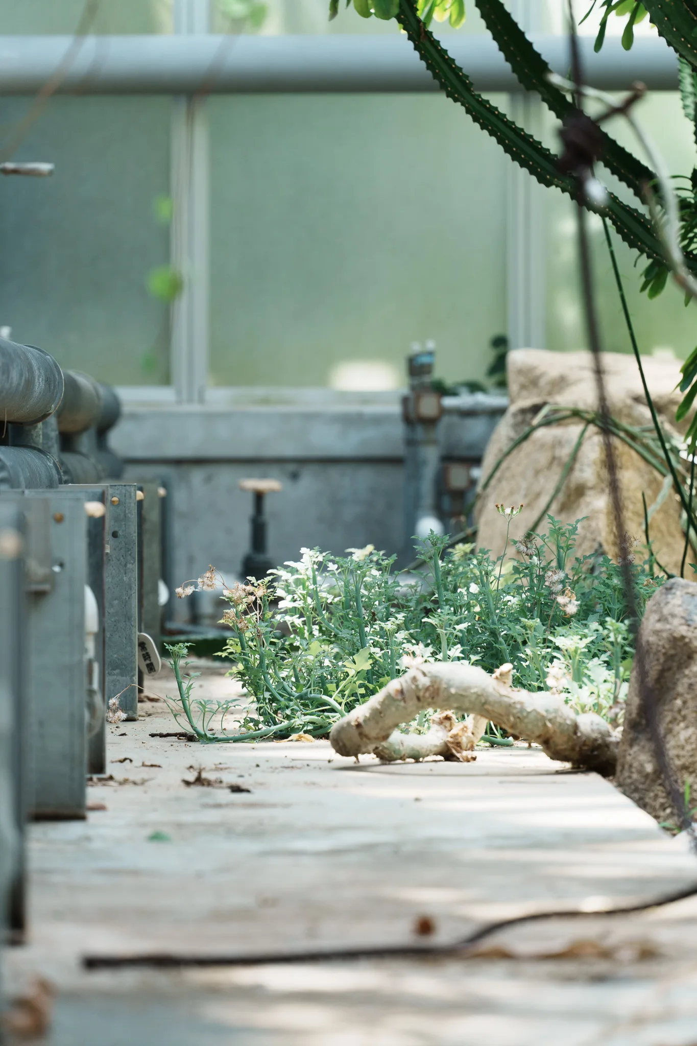 京都府立植物園-45.jpg