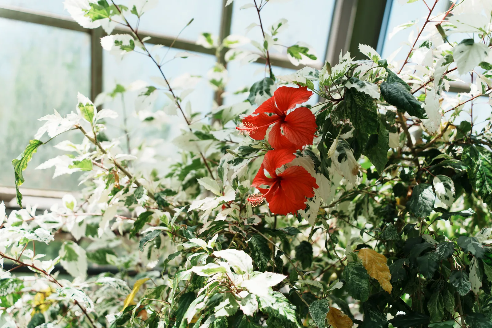 京都府立植物園-25.jpg