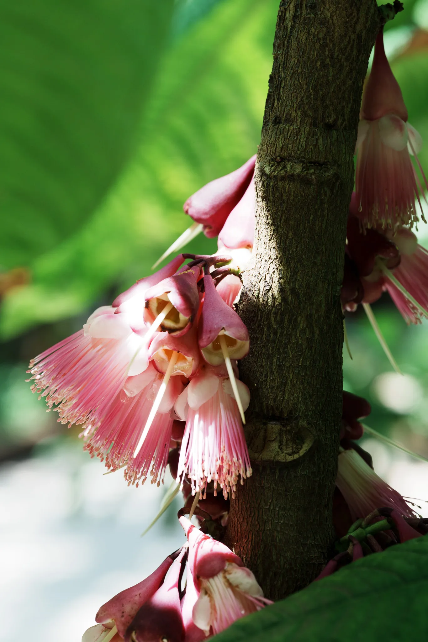京都府立植物園-06.jpg