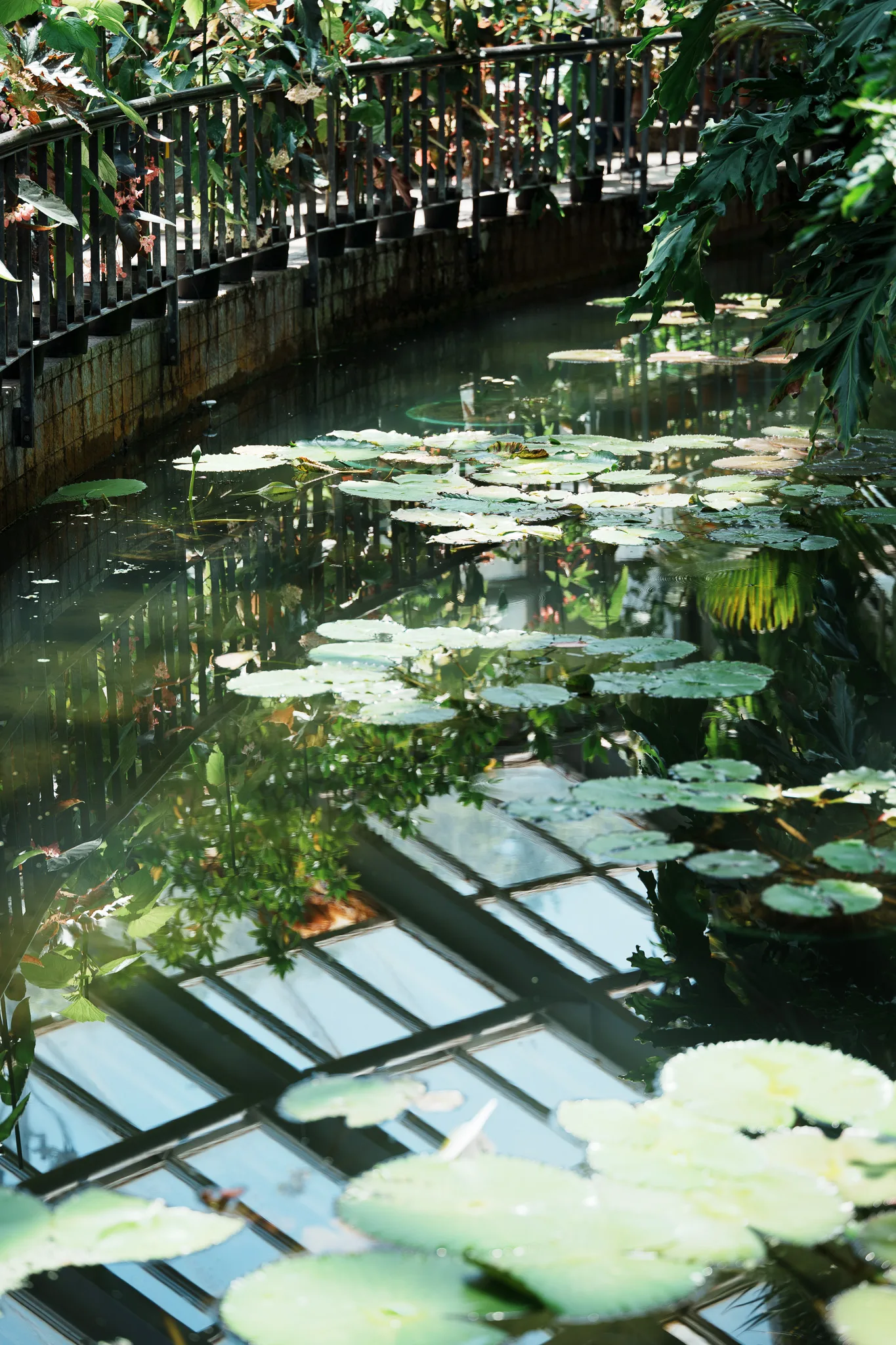 京都府立植物園-13.jpg